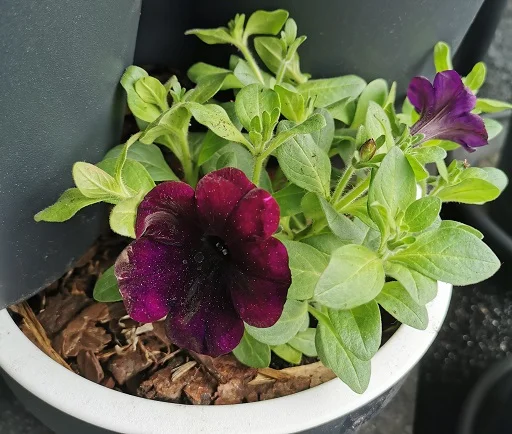 Bloemen in stapelbare bloempotten op balkon 1- Terras Tuinieren