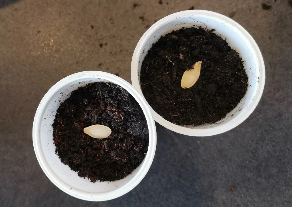 Courgettezaden gezaaid op ongeveer 2 centimeter diepte - Terras Tuinieren