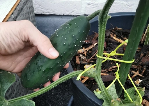 Groenten in potten kweken: Komkommer - Terras Tuinieren
