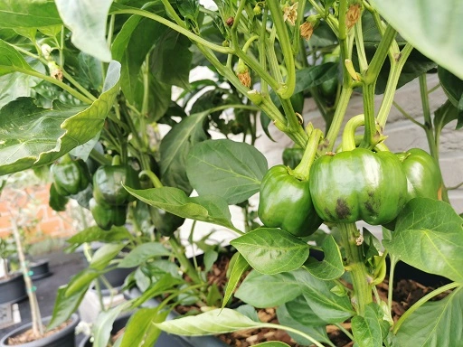 Groenten in potten kweken: Paprika - Terras Tuinieren