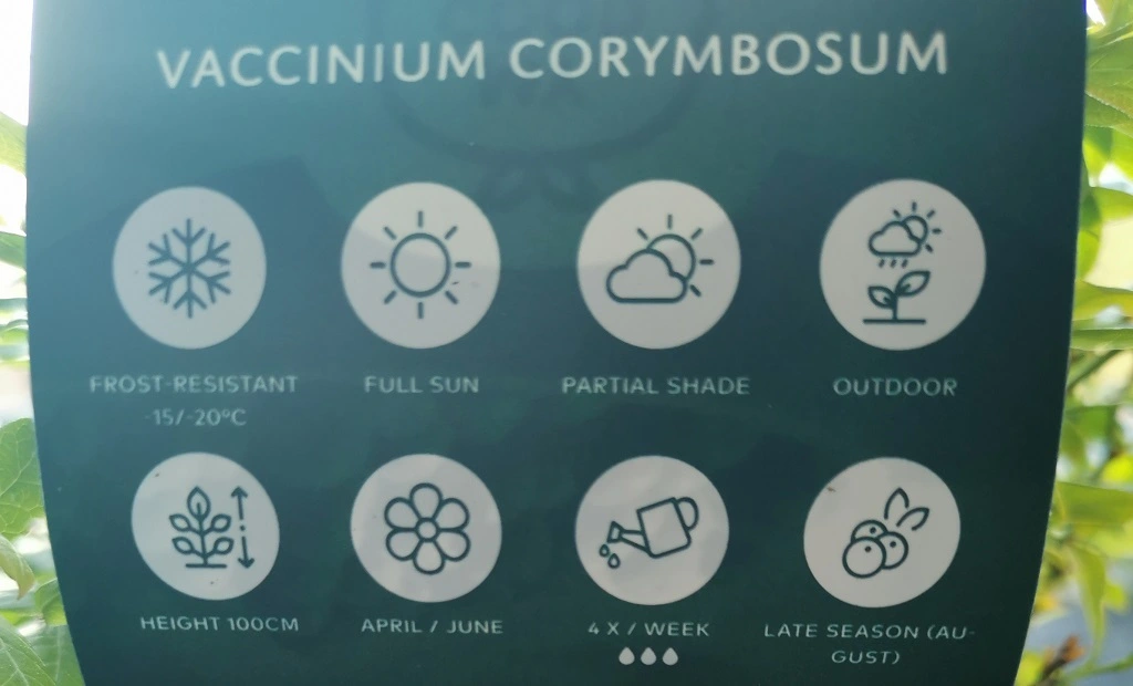 Blauwe bes - Vaccinium Corymbosum 'Denise Blue' variëteit: de kweekinfo - Terras Tuinieren