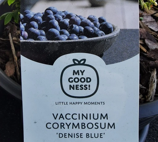 Blauwe bes - Vaccinium Corymbosum 'Denise Blue' variëteit: het label - Terras Tuinieren