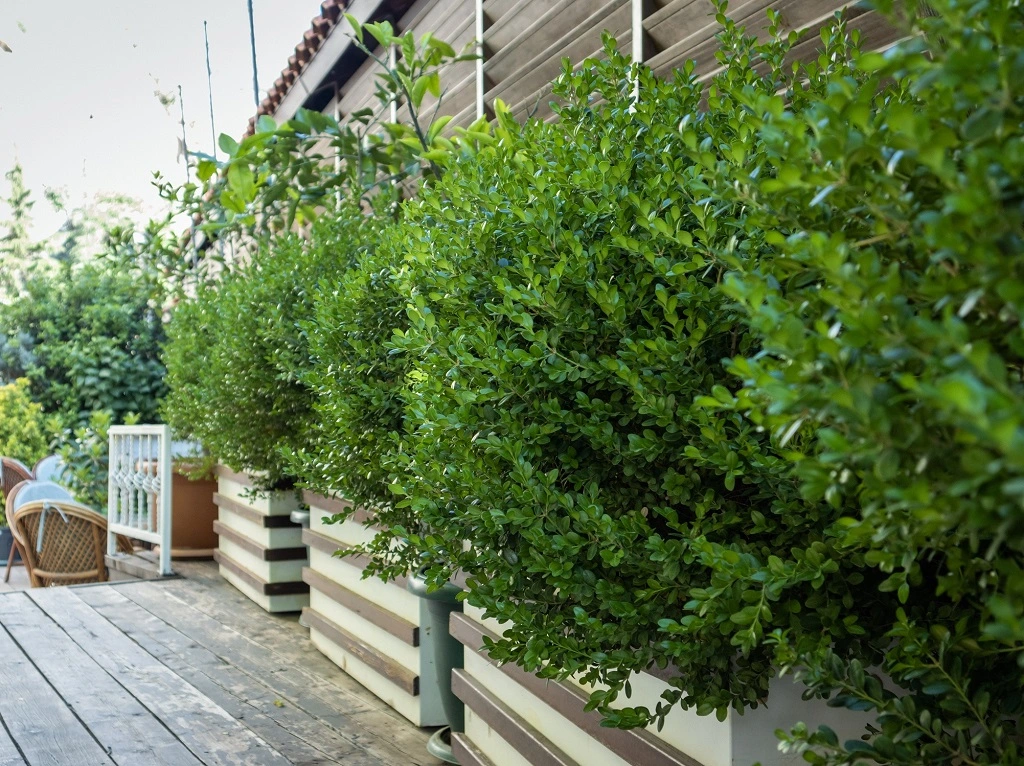 Een plantenbak kiezen voor je terras of balkon - Terras Tuinieren