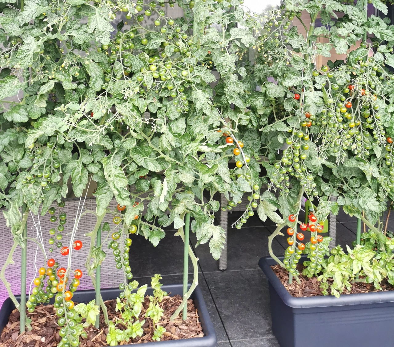 Voordelen van tomaten kweken op het terras | Terras Tuinieren